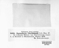 Ascochyta chelidoniicola image